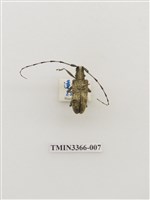 藏品(長角絨毛天牛)的圖片